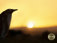 Одиночество