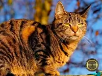 Эзотерика и домашние животные - кошки